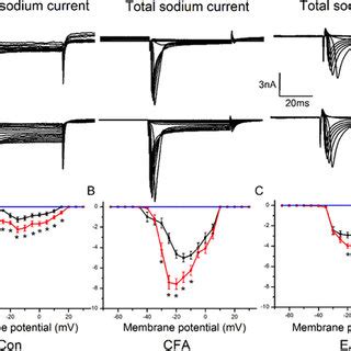 Nav Sodium Currents Were Modulated By TRPV1 Activation In DRG Neurons