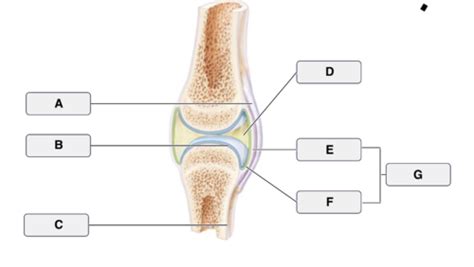 Ch 9 Joints Flashcards Quizlet