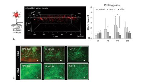 Cultivation Of Bm Mscs Onto Collagen Based Scaffold And Induction Of