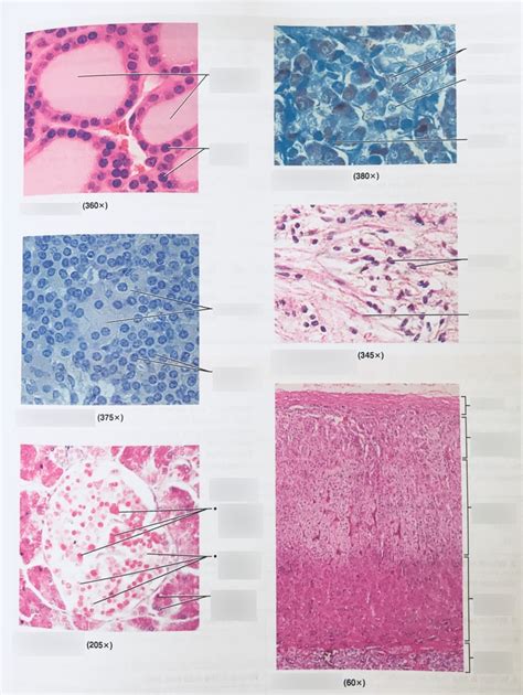 Microscopic Anatomy Of Selected Endocrine Glands Diagram Quizlet