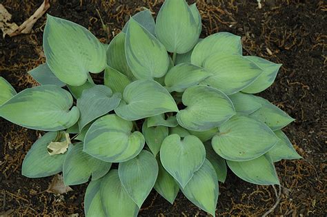 Paradise Joyce Hosta Hosta Paradise Joyce In Drums Mountaintop