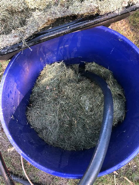 Grass Clipping Fertilizer Tea