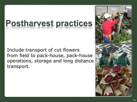 Cut Flower Production In Sl