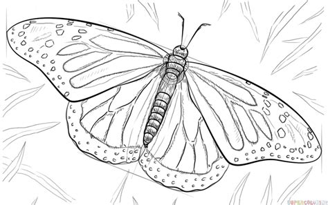 Monarch Side Easy Butterfly Drawing - bmp-live