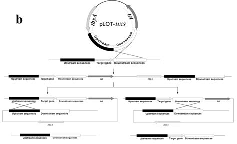 Fig S Schematic Diagram Of Double Crossover Homologous Recombination