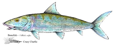 Bonefish Drawing At Getdrawings Free Download