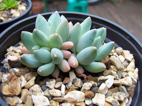 Pachyphytum