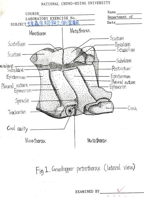 Entomology Point Diagram Grasshopper Pterothorax By Gogosanford On