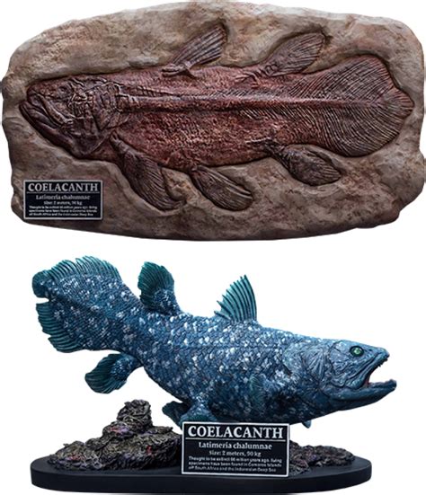 Coelacanth Collectibles Sideshow Collectibles