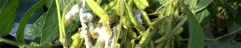 White Mold In Soybeans And Its Management Integrated Pest And Crop