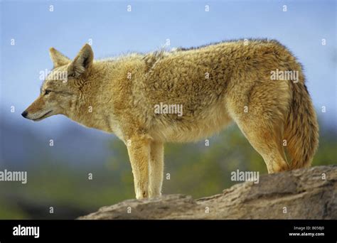 Coyote Canis Latrans Standing Stock Photo Alamy