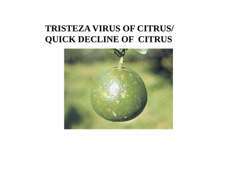 Pdf Tristeza Virus Of Citrus Quick Decline Of Citrus Introduction