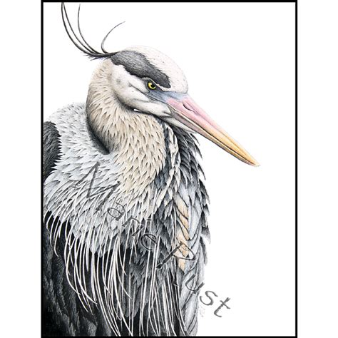 “The Fisher King” (Great Blue Heron) – Marie Rust