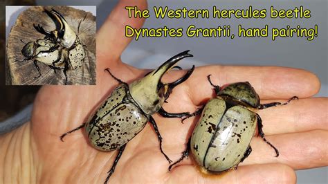 The Western Hercules Beetle Dynastes Grantii, The Start Of , 54% OFF