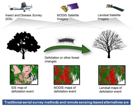 Remote Sensing Free Full Text An Evaluation Of Forest Health Insect