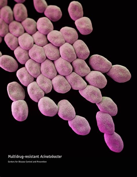 Environmental Isolate Case Files Acinetobacter Baumannii