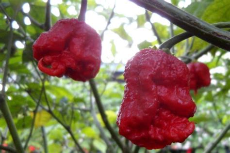 Carolina Reaper Seeds | Super Hot Chiles