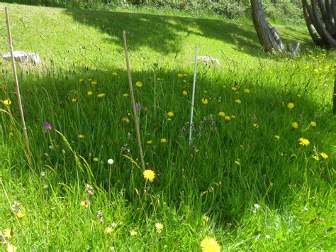 gorselands wild meadow