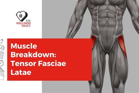 Exploring Muscle And Anatomy For Fitness