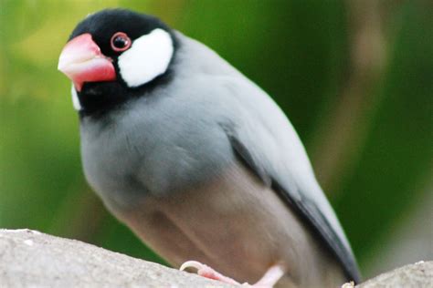 Java Sparrow Native To Indonesia Mertie Flickr