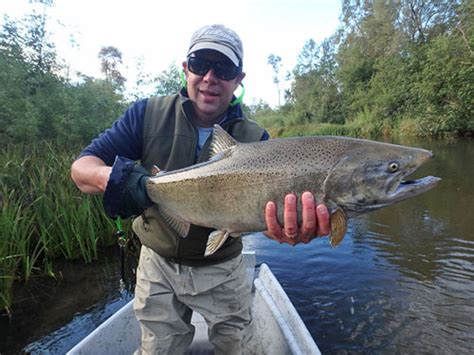 Salmon Gallery Streamside Au Sable River Fly Fishing Guides