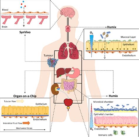 A Proposed Microfluidic Chip To Model Host Microbiome Cross Talk An