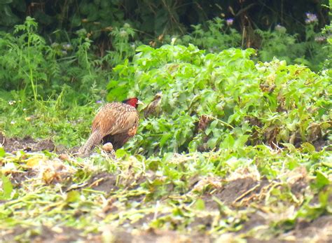 Common Pheasant Phasianus Colchicus Fasan Common Pheasan Flickr