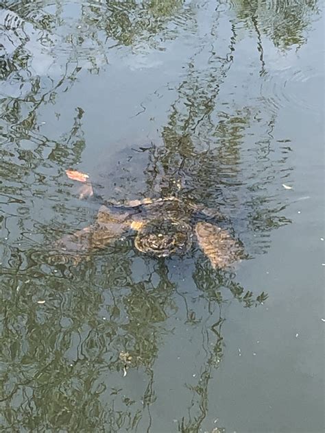 Snapping Turtles - Blackstone Parks Conservancy