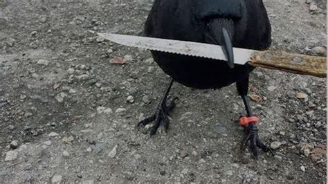 20 Police A Crime Scene And A Crow Seen Stealing The Knife Nz Herald