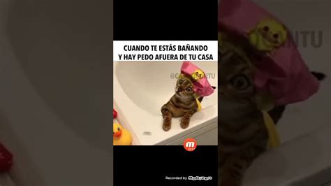 Gato Chismoso En La Tina Youtube