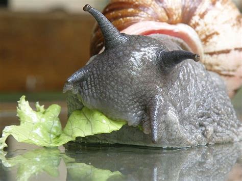 Snail Eyes: Everything You Need to Know - A-Z Animals