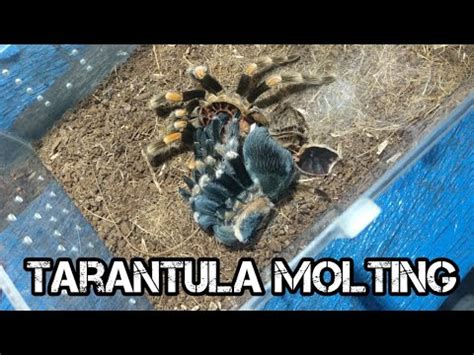 Tarantula Brachypelma Hamorii Molting Timelapse Youtube