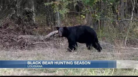 New La. law establishes black bear hunting season