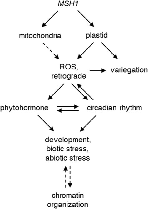 Overview Of Gene Networks Altered And Other Effects Resulting From Msh1