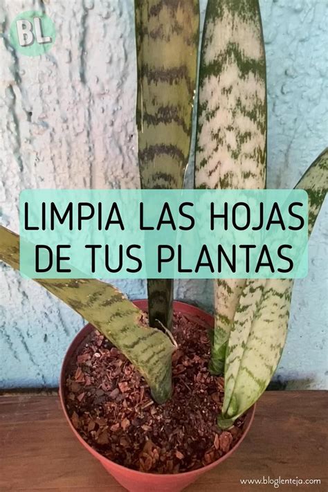 Dar Brillo A Las Hojas De Tus Plantas Artofit