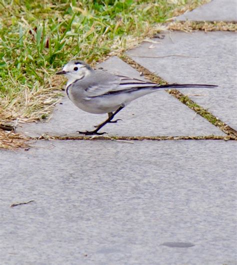 Indian Pied Wagtail Similar But Different In The Animal Kingdom