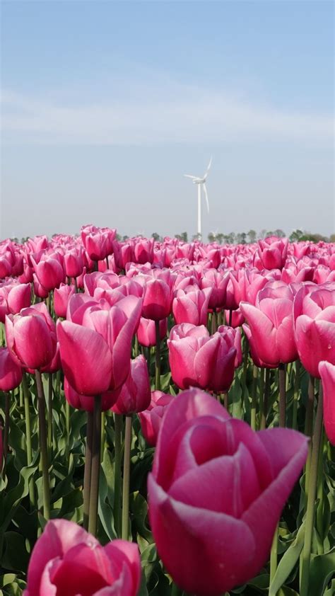 🔥 Free Download Farm Flowers Pink Tulips Wallpaper By Bethanyj