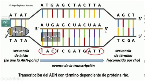 Transcripci N Y Traducci N Del Adn Youtube Traduccion Del Adn