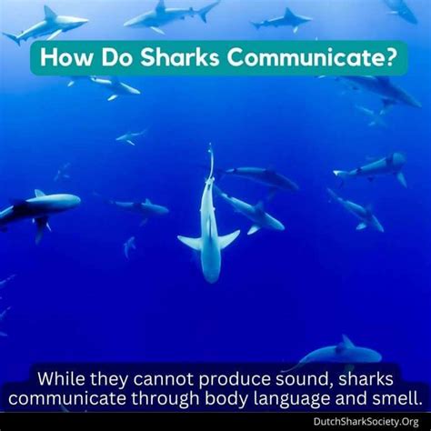 What Sounds Do Sharks Make? - Dutch Shark Society