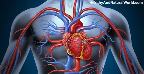 Where is the Heart Located? (Including Heart Attack Symptoms)