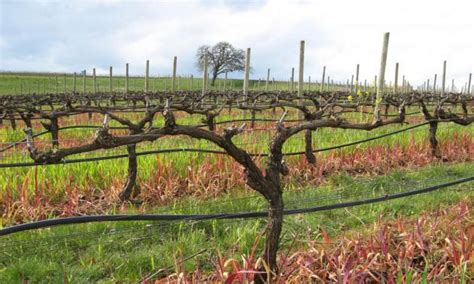 How to Trim Muscadine Vines - Gardener Corner