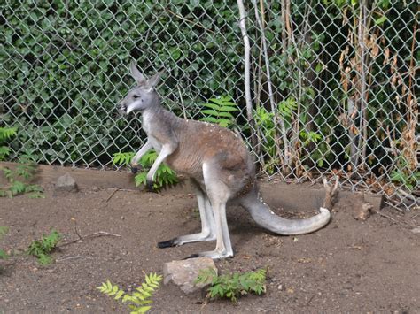 The Online Zoo - Red Kangaroo