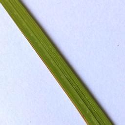 leaf disease  healthy leaf object detection model  technological