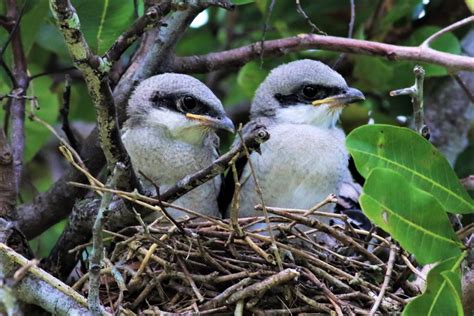 NestWatch | Loggerhead Shrike Nestlings! - NestWatch