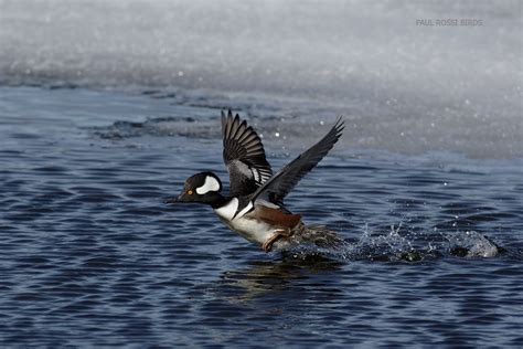 Male Hooded Merganser Running Takeoff For Wordpress Paulrossibirds