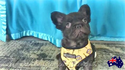 Fabio The Fluffy Frenchie 8 Weeks Old Youtube