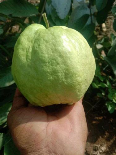 Full Sun Exposure Green Vnr Bihi Guava Plant For Fruits At Rs Piece