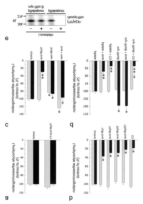 Lovastatin Treatment Of Brain Ec Monolayers Inhibits Lymphocyte