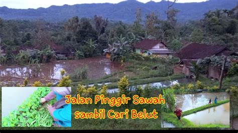 Cari Belut Di Sawah Kp Ciputat Bungbulang Garut Selatan Youtube