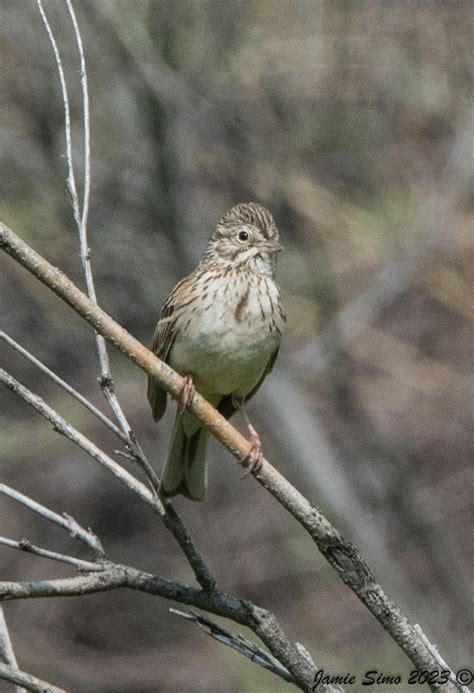 Lincoln S Sparrow Ironekilz Flickr